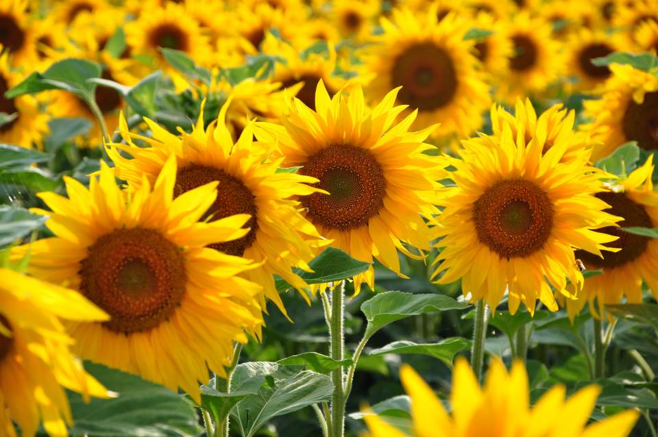 fleurs